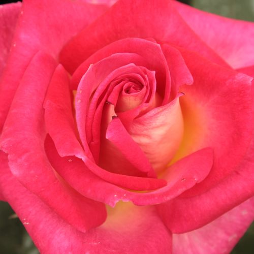 Online rózsa rendelés - Vörös - Sárga - teahibrid rózsa - diszkrét illatú rózsa - Rosa Colorama® - Marie-Louise (Louisette) Meilland - A piros sziromszéllel rendelkező krémfehér virágok nemcsak dekoratívak, de illatosak is. Kiválóan alkalmas vágottvirágna